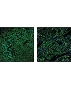 Cell Signaling Myosin Va Antibody