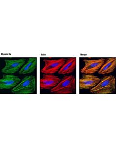 Cell Signaling Myosin Iia Antibody