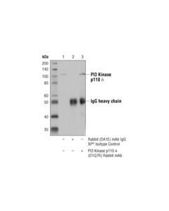 Cell Signaling Pi3 Kinase P110 Delta (D1q7r) Rabbit mAb