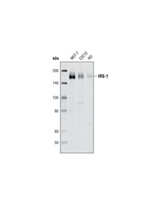 Cell Signaling Irs-1 (D23g12) Rabbit mAb