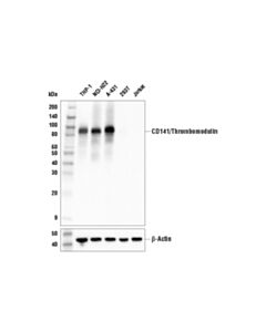 Cell Signaling Cd141/Thrombomodulin (E7y9p) Xp® Rabbit mAb (BSA And Azide Free)