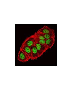 Cell Signaling Hif-1beta/Arnt (C15a11) Rabbit mAb
