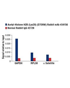 Cell Signaling Acetyl-Histone H2b (Lys20) (D7o9w) Rabbit mAb