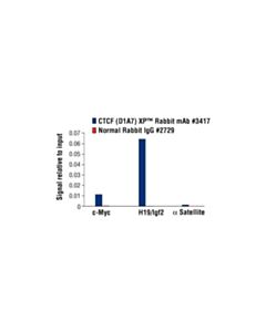 Cell Signaling Ctcf (D1a7) Xp<LT/>Sup&Gt;®<LT/>/Sup&Gt; Rabbit mAb