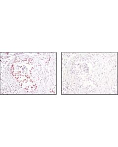 Cell Signaling Anti-Ctcf Xp Antibody, 100 Ul Net Content, Monoclonal, Rabbit Host Species