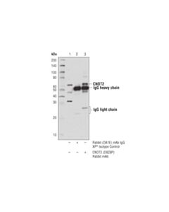 Cell Signaling Cnot2 (D8z8p) Rabbit mAb