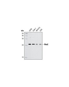 Cell Signaling Rhoc (D40e4) Rabbit mAb