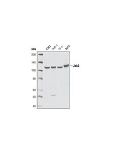 Cell Signaling Jak2 (D2e12) Xp Rabbit mAb (Bsa And Azide Free)