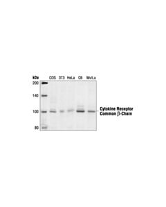 Cell Signaling Cytokine Receptor Common Beta-Chain Antibody