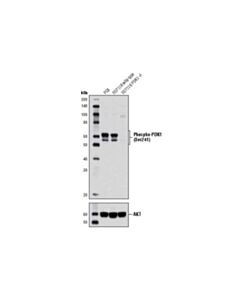 Cell Signaling Phospho-Pdk1 (Ser241) (C49h2) Rabbit mAb