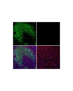 Cell Signaling Cd45r/B220 (Ra3-6b2) Rat mAb (Fitc Conjugate)
