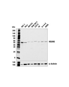 Cell Signaling NSUN5 (E5N7R) Rabbit mAb