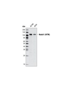Cell Signaling Notch1 (5B5) Rat mAb 20 uL