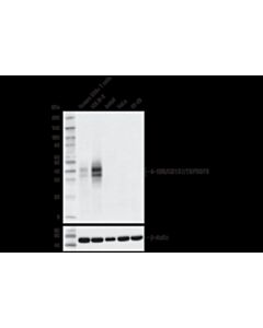 Cell Signaling 4-1BB/CD137/TNFRSF9 (D2Z4Y) Rabbit mAb
