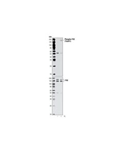 Cell Signaling Phospho-Flt3 (Tyr591) Antibody