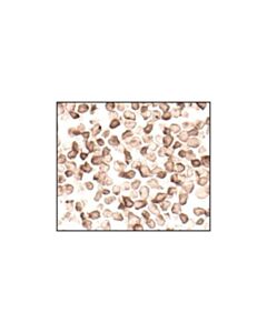 Cell Signaling Flt3 (8f2) Rabbit mAb
