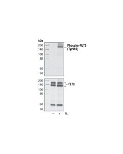 Cell Signaling Phospho-Flt3 (Tyr969) (C24d9) Rabbit mAb
