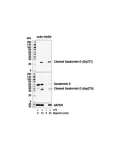 Cell Signaling Cleaved Gasdermin D (Gly277) Antibody