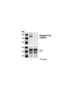 Cell Signaling Phospho-Flt3 (Tyr591) (54h1) Mouse mAb