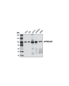Cell Signaling Eif4g2/P97 (D1a10) Rabbit mAb