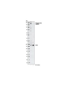 Cell Signaling Phospho-Flt3 (Tyr591) (33g6) Rabbit mAb