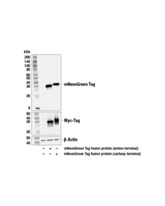 Cell Signaling mNeonGreen Tag (E2S6M) Mouse mAb 20 uL