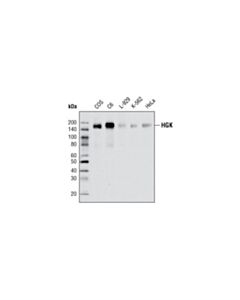 Cell Signaling Hgk Antibody