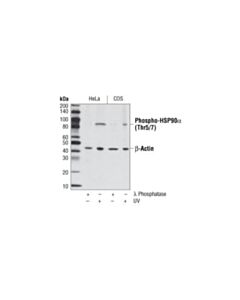 Cell Signaling Phospho-Hsp90alpha (Thr5/7) Antibody