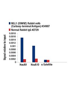 Cell Signaling Mll1 (E9w9z) Rabbit mAb (Carboxy-Terminal Antigen)