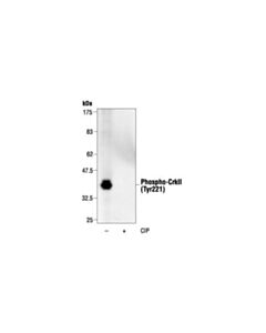 Cell Signaling Phospho-Crkii (Tyr221) Antibody