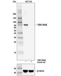 Cell Signaling Tbk1/Nak (D1b4) Rabbit mAb