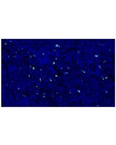 Cell Signaling LAG3 (D2G4O) XP Rabbit mAb (Alexa Fluor 488 Conjugate)