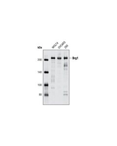 Cell Signaling Brg1 (P680) Antibody