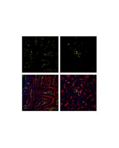 Cell Signaling Cd45 (D3f8q) Rabbit mAb (Alexa Fluor 594 Conjugate)