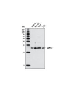 Cell Signaling Uchl3 Antibody