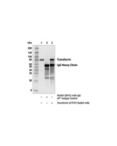 Cell Signaling Transferrin (E7f4t) Rabbit mAb