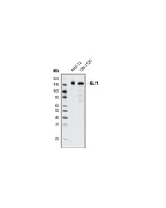 Cell Signaling Gli1 (C68h3) Rabbit mAb