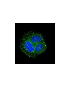 Cell Signaling Rab5 (C8b1) Rabbit mAb