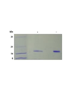 Cell Signaling Mouse/Rat Fgf-Acidic/Fgf1 Recombinant Protein