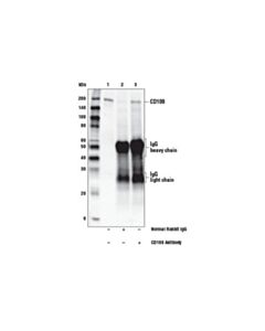 Cell Signaling Cd109 Antibody
