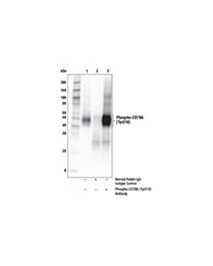 Cell Signaling Phospho-Cd79a (Tyr210) Antibody