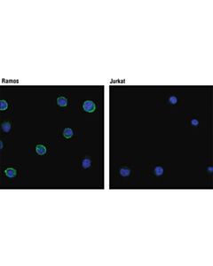 Cell Signaling Cd19 Antibody