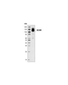 Cell Signaling NCAM1 (CD56) (123C3) Mouse mAb 20 uL