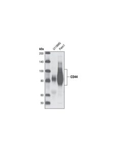 Cell Signaling Cd44 Antibody