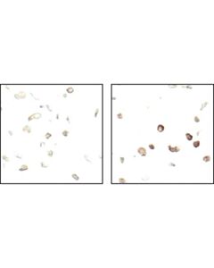 Cell Signaling Phospho-Eif2alpha (Ser51) (119a11) Rabbit mAb
