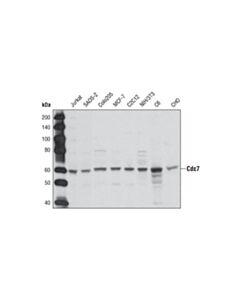 Cell Signaling Cdc7 Antibody