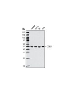 Cell Signaling Cdc37 (V367) Antibody