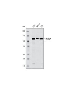 Cell Signaling Nedd4 (C5f5) Rabbit mAb