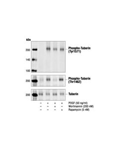 Cell Signaling Phospho-Tuberin/Tsc2 (Tyr1571) Antibody