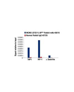 Cell Signaling Mcm2 (D7g11) Xp Rabbit mAb